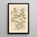 Ammi - Elizabeth Blackwell — framed artwork on a wall