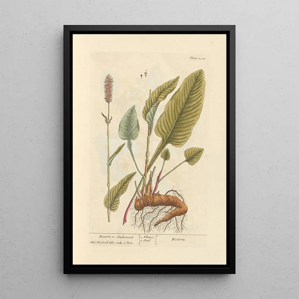 Bistorte ou renouée bistorte - Elizabeth Blackwell — framed artwork on a wall