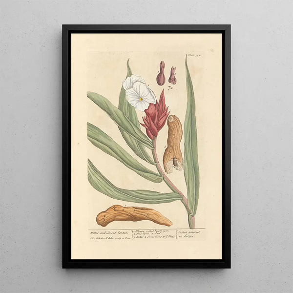 Costus amer et doux - Elizabeth Blackwell — framed artwork on a wall