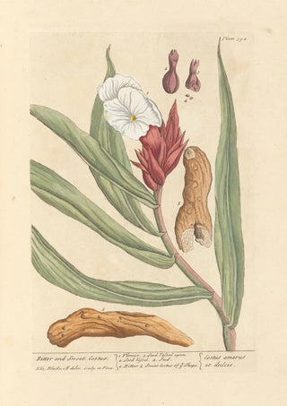 Elizabeth Blackwell - Bitter and sweet costus.webp
