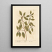 Aulne noir - Elizabeth Blackwell — framed artwork on a wall
