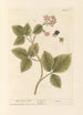 Blackberry - Elizabeth Blackwell — artwork view