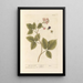 Blackberry - Elizabeth Blackwell — framed artwork on a wall