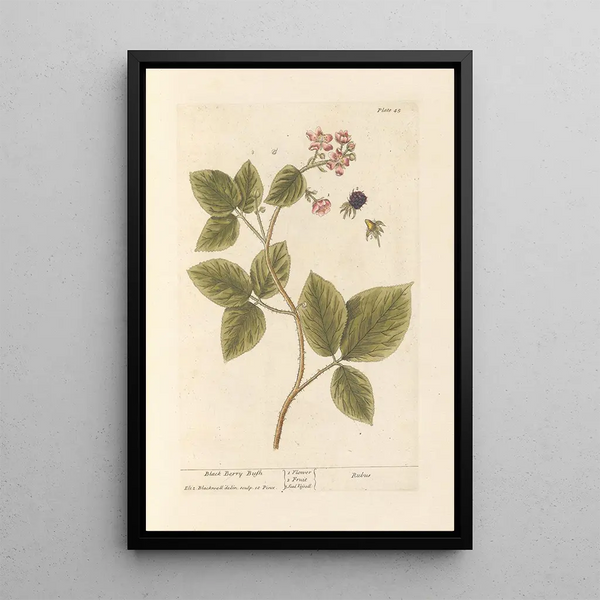 Blackberry - Elizabeth Blackwell — framed artwork on a wall
