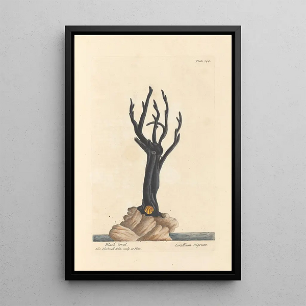 Corail noir - Elizabeth Blackwell — ingelijst kunstwerk aan de muur