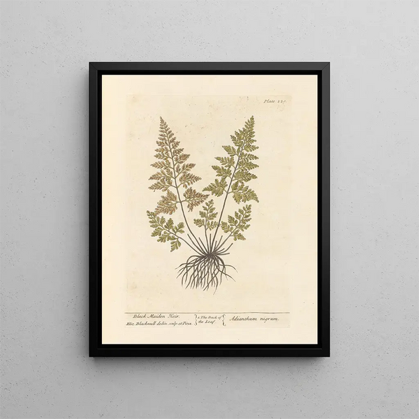 Cheveux de jeune fille noire - Elizabeth Blackwell — framed artwork on a wall