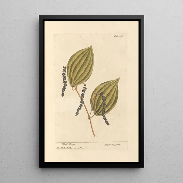 Peper zwart - Elizabeth Blackwell — ingelijst kunstwerk aan de muur