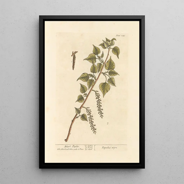 Peuplier noir - Elizabeth Blackwell — ingelijst kunstwerk aan de muur