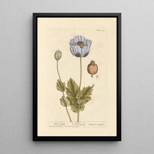 Pavot noir - Elizabeth Blackwell — ingelijst kunstwerk aan de muur