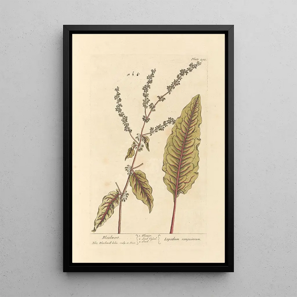 Sanguisorbe - Elizabeth Blackwell — ingelijst kunstwerk aan de muur