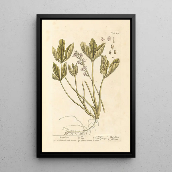 Trèfle d'eau - Elizabeth Blackwell — ingelijst kunstwerk aan de muur