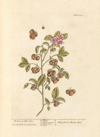 Elizabeth Blackwell - Bohea or peco tea.webp