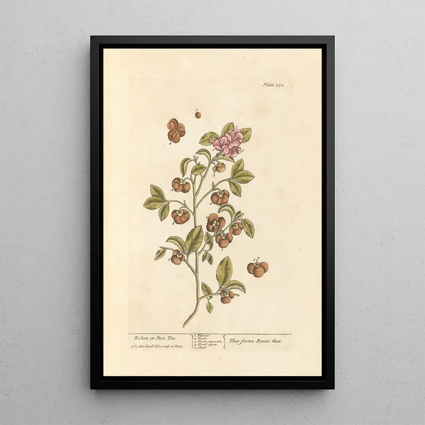 Thee Bohea of Peco - Elizabeth Blackwell — ingelijst kunstwerk aan de muur