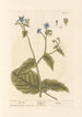 Bourrache - Elizabeth Blackwell — weergave van het kunstwerk