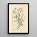 Lavendel met brede bladeren - Elizabeth Blackwell — ingelijst kunstwerk aan de muur