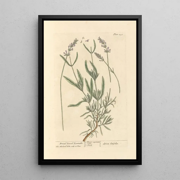 Lavendel met brede bladeren - Elizabeth Blackwell — ingelijst kunstwerk aan de muur
