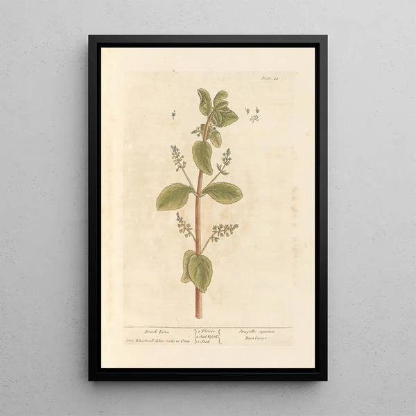 Cresson de fontaine - Elizabeth Blackwell — ingelijst kunstwerk aan de muur