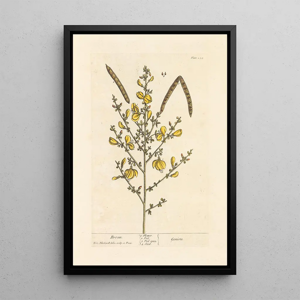Genêt - Elizabeth Blackwell — ingelijst kunstwerk aan de muur