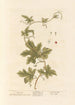 Bryone - Elizabeth Blackwell — weergave van het kunstwerk