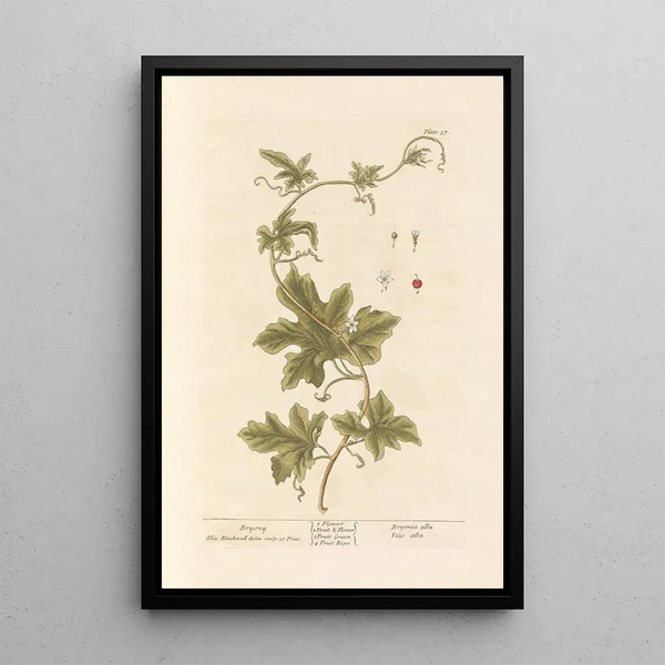 Bryone - Elizabeth Blackwell — ingelijst kunstwerk aan de muur