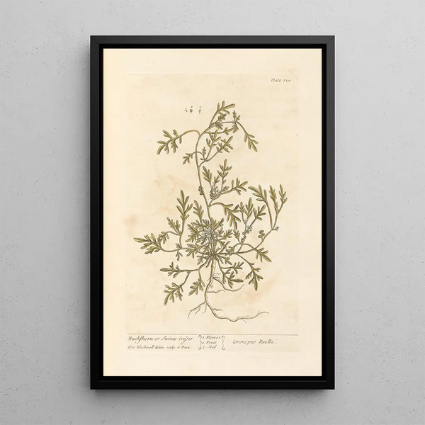 Cresson de porc of cresson de porc-épic - Elizabeth Blackwell — ingelijst kunstwerk aan de muur