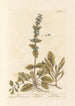 Bugle - Elizabeth Blackwell — weergave van het kunstwerk