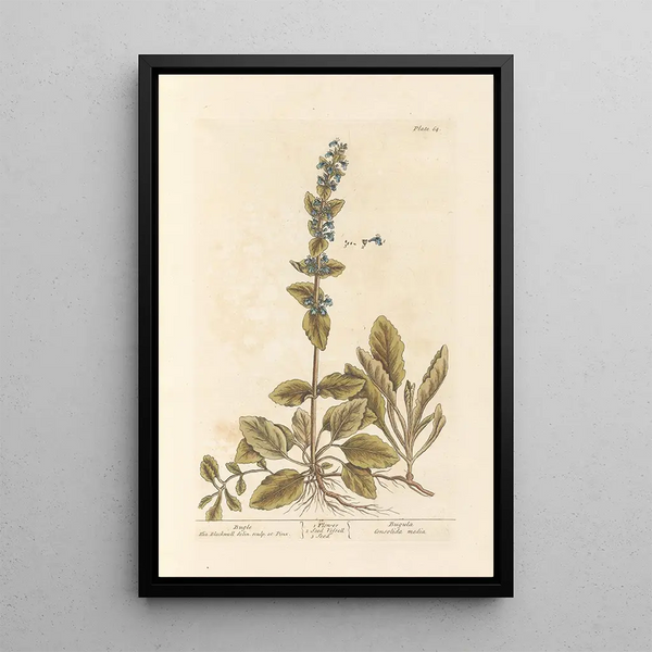 Bugle - Elizabeth Blackwell — ingelijst kunstwerk aan de muur
