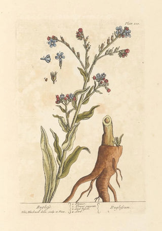 Elizabeth Blackwell - Bugloss.webp