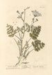 Saxifrage brûlée - Elizabeth Blackwell — weergave van het kunstwerk