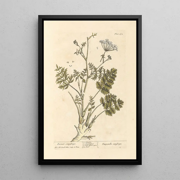 Saxifrage brûlée - Elizabeth Blackwell — ingelijst kunstwerk aan de muur