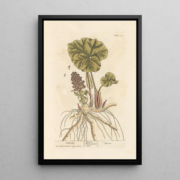 Pétasite - Elizabeth Blackwell — ingelijst kunstwerk aan de muur