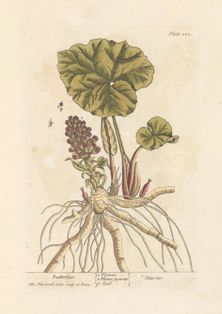Elizabeth Blackwell - Butterbur.webp