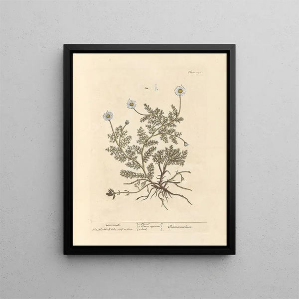 Chamomile - Elizabeth Blackwell — framed artwork on a wall