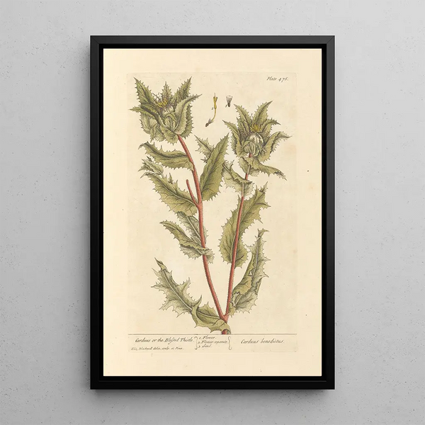 Chardon béni - Elizabeth Blackwell — ingelijst kunstwerk aan de muur