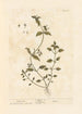 Stellaire - Elizabeth Blackwell — weergave van het kunstwerk