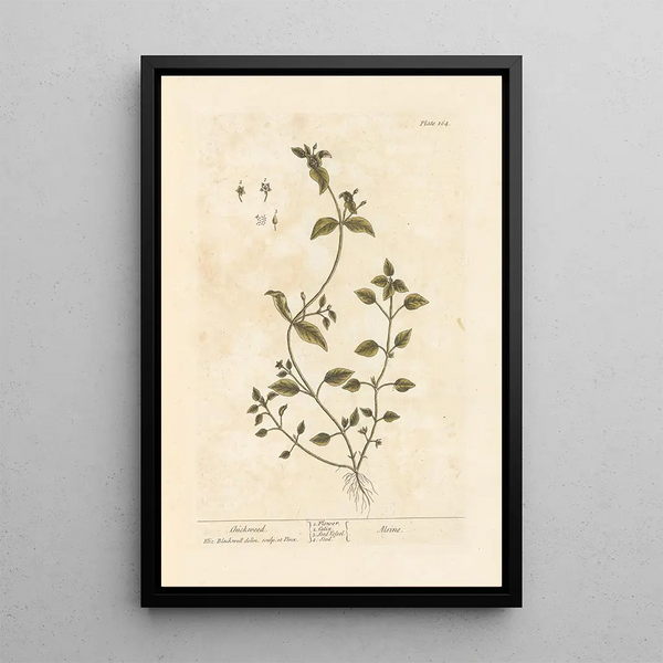 Stellaire - Elizabeth Blackwell — ingelijst kunstwerk aan de muur
