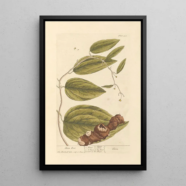 Racine de Chine - Elizabeth Blackwell — ingelijst kunstwerk aan de muur