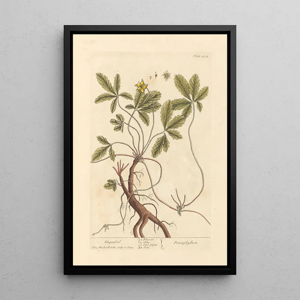 Potentille - Elizabeth Blackwell — ingelijst kunstwerk aan de muur