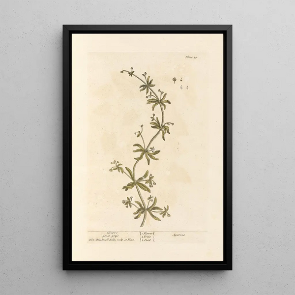 Gaillet gratteron - Elizabeth Blackwell — ingelijst kunstwerk aan de muur
