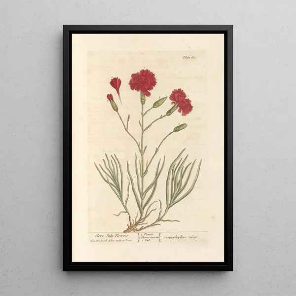 Œillet giroflée - Elizabeth Blackwell — ingelijst kunstwerk aan de muur