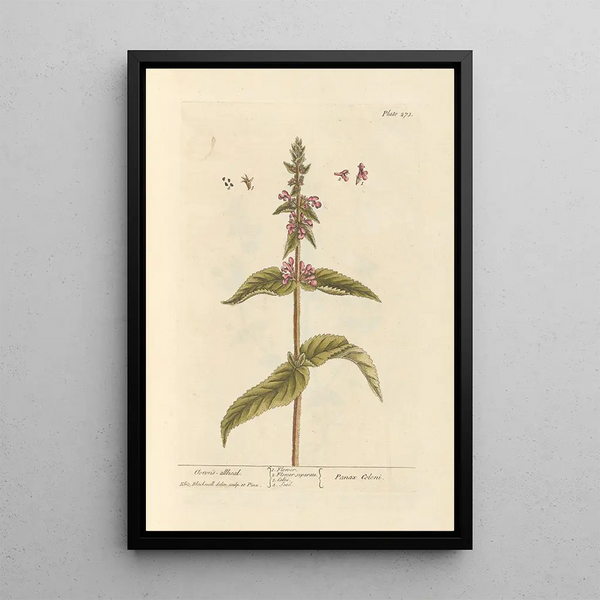 Tête de clown - Elizabeth Blackwell — ingelijst kunstwerk aan de muur