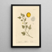 Coloquinte - Elizabeth Blackwell — framed artwork on a wall