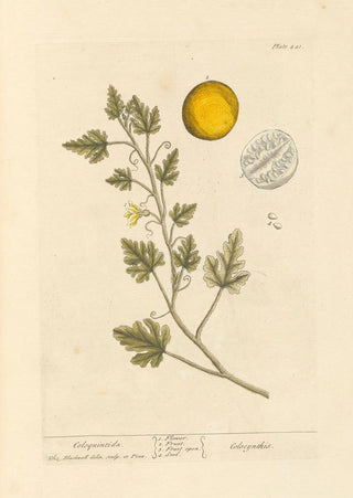 Elizabeth Blackwell - Coloquintida.webp