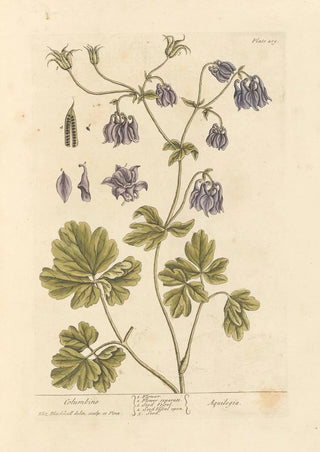 Elizabeth Blackwell - Columbine.webp