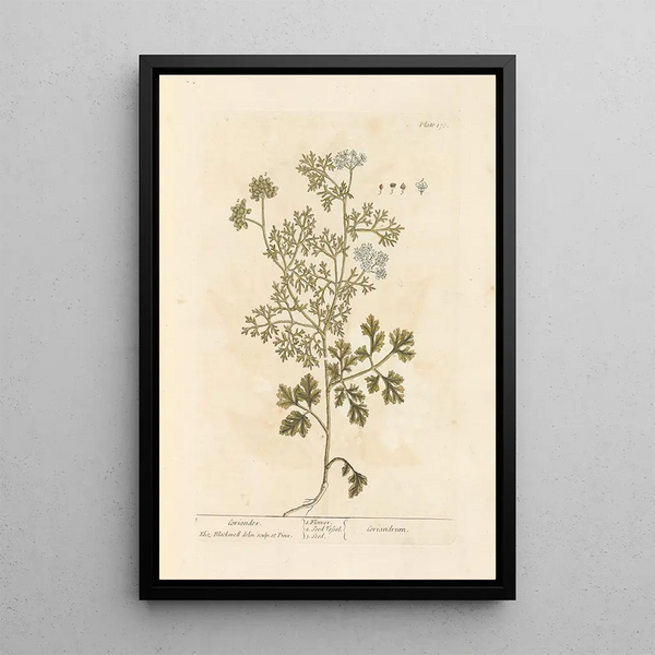 Coriandre - Elizabeth Blackwell — ingelijst kunstwerk aan de muur