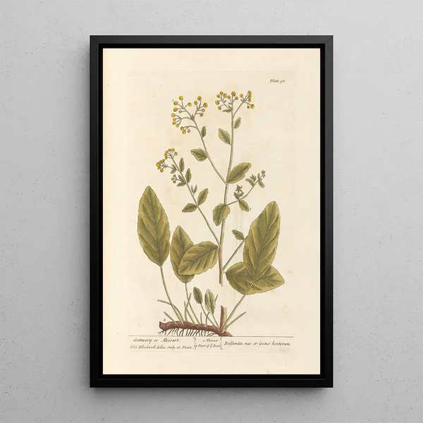 Herbe Sainte of Costus - Elizabeth Blackwell — ingelijst kunstwerk aan de muur