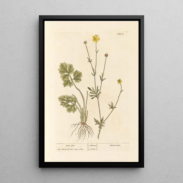 Pied de Corne - Elizabeth Blackwell — ingelijst kunstwerk aan de muur