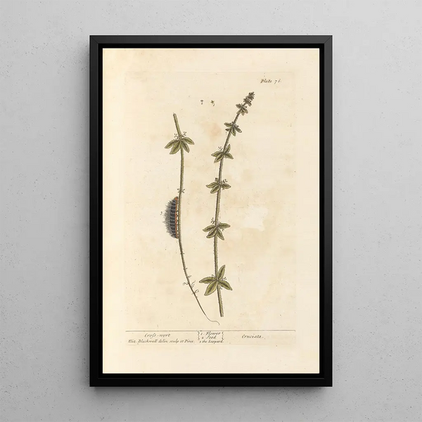 Croix de Terre - Elizabeth Blackwell — ingelijst kunstwerk aan de muur