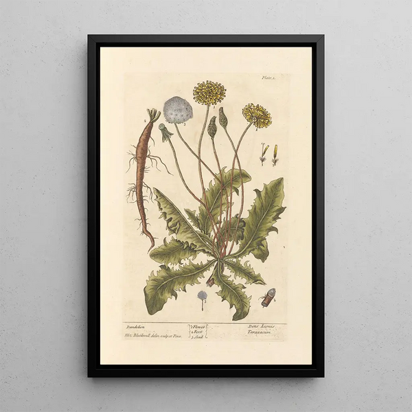 Pissenlit - Elizabeth Blackwell — ingelijst kunstwerk aan de muur