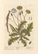 Pissenlit - Elizabeth Blackwell — weergave van het kunstwerk